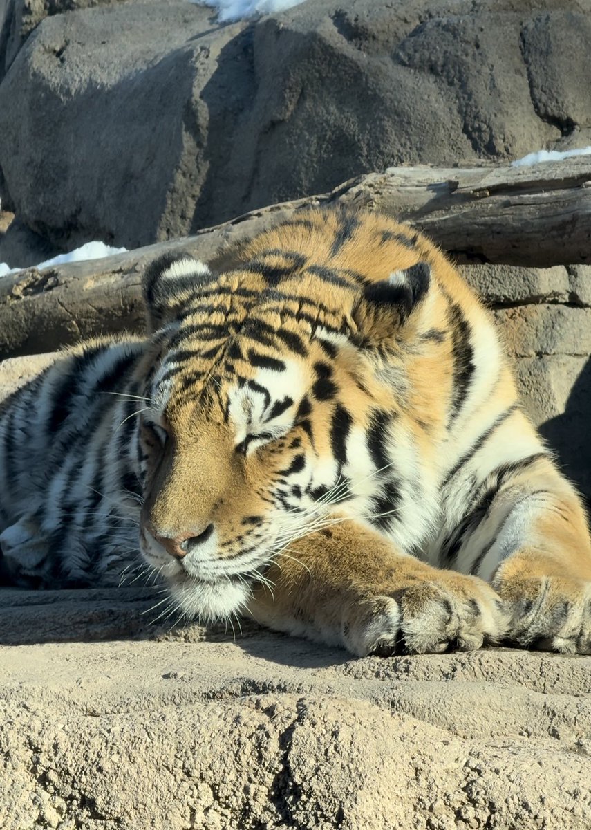 Monday #DaylightSavings mood 🥱