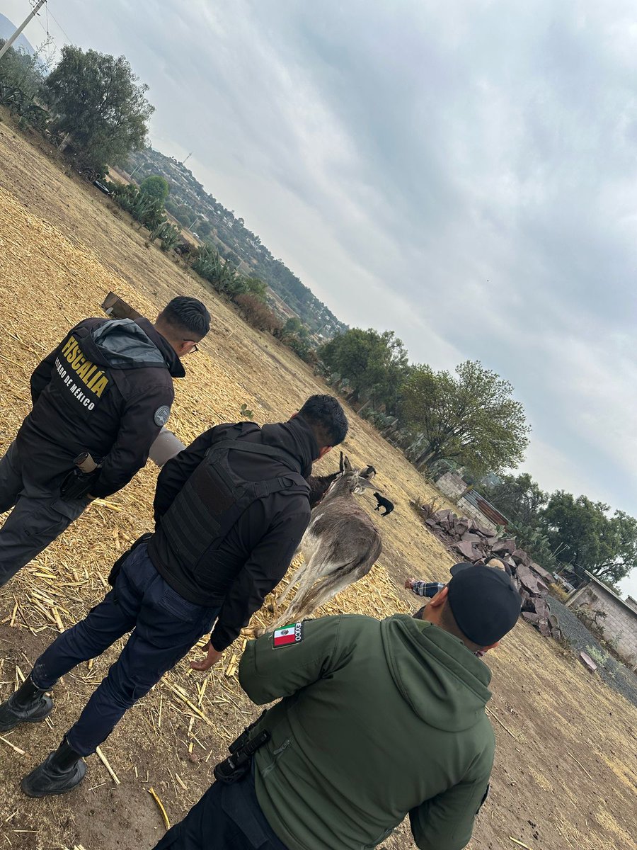 Burrolandia_mx's tweet photo. ACTUALIZACIÓN DE ACONTECIMIENTOS

No hemos detenido ningun día la búsqueda de nuestros burritos, desafortunadamente seguimos sin tener noticias de su paradero. 😓

Continuamos la búsqueda y reforzando nuestras instalaciones, les agradecemos infinitamente todo su apoyo. https://t.co/MMF4xLvHq7