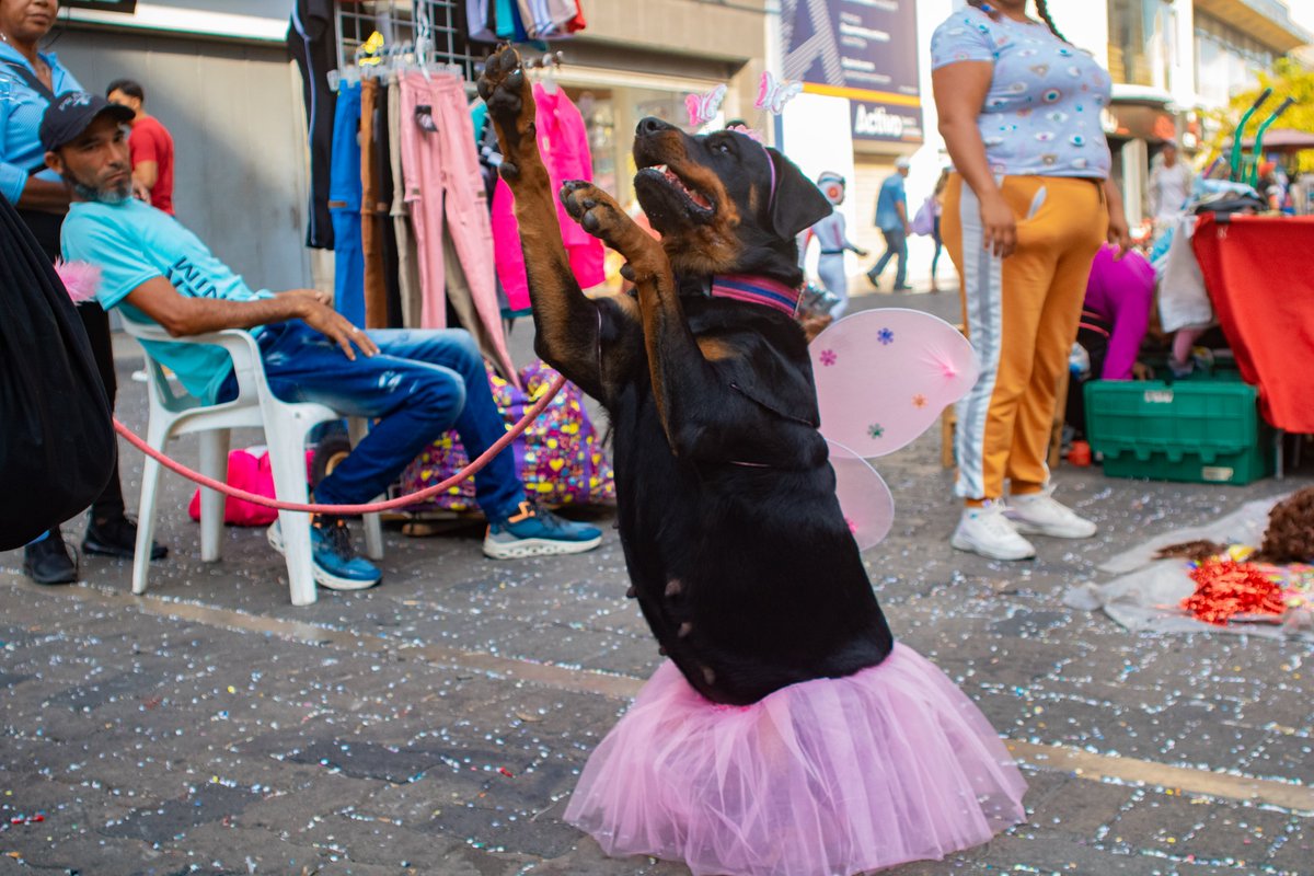 Rastavafoto's tweet photo. CARNAVALEANDO https://t.co/CS4sIc8NTG