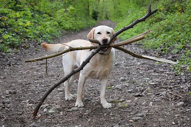 Топящий ща аналог гитарист/басист пиздует на репетицию.