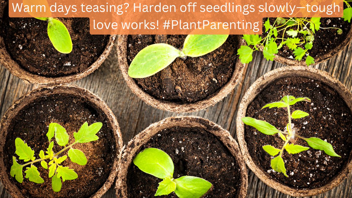 Gradually cutting back watering and exposing seedlings to full sun for brief but increasing periods of time "hardens them off" reducing chances of transplant shock. Reduced watering encourages deeper root growth and easing into full sun reduces chances of burning when planted.