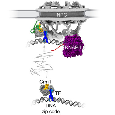 Molecular Cell tweet media
