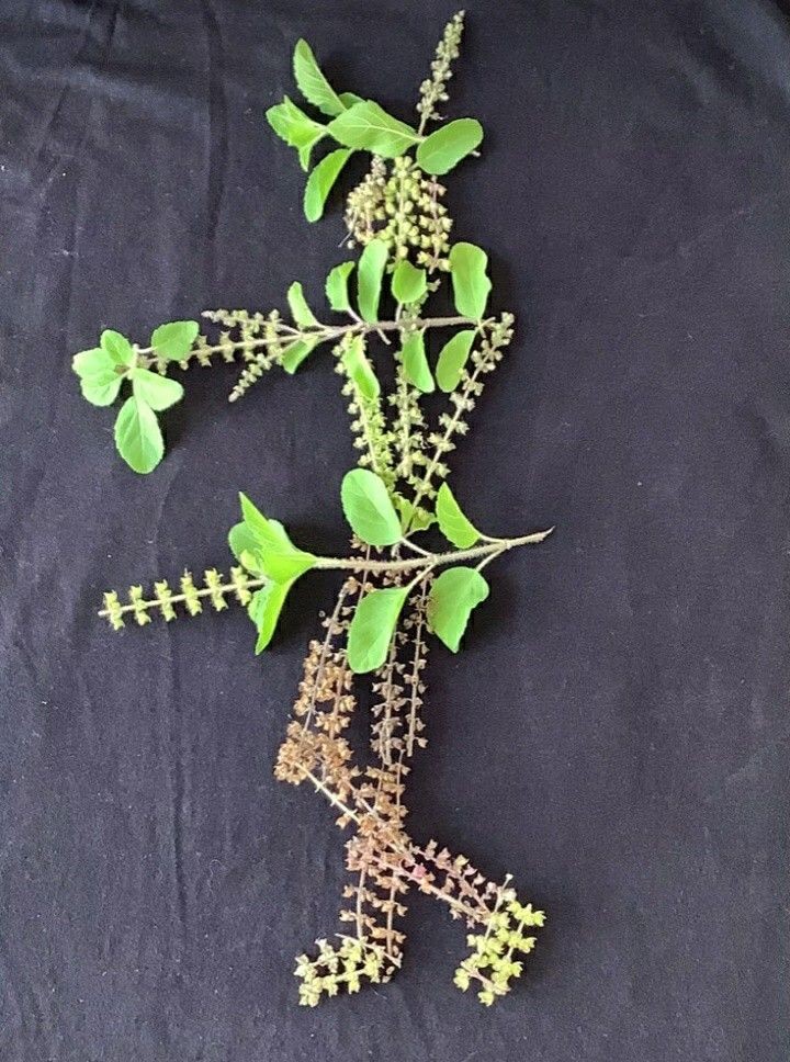 ನನ್ನ ಬದುಕಿನ ಬಾನಿನಲ್ಲಿ

ನನಗಾಗಿ ಮೂಡಿ ಬಂದ

ಹೊಳೆವ ಹೊನ್ನ ತಾರೆ ನೀನು

ಸದಾ ಗುಲಾಬಿ ಹೂವಿನಂತೆ

ನಗು ನಗುತ್ತಿರು ಹೃದಯ ದೇವತೆ...✍️
#ಲತಾಶಿವಕುಮಾರ್✍️