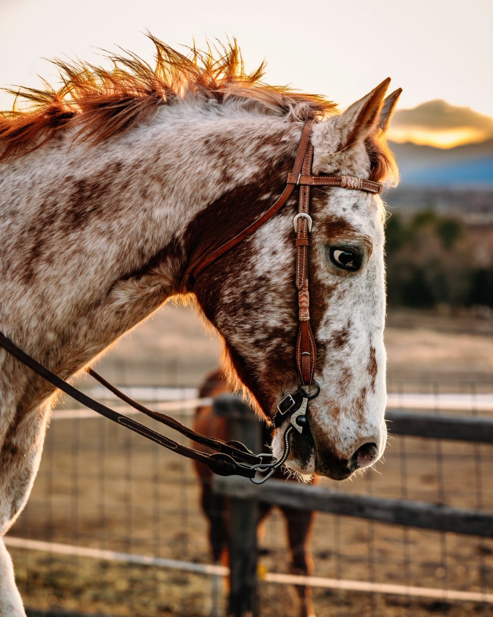HeatherL_Photo's tweet photo. "The eyes tell the story." If you have a horse, you know! Book your equine session at https://t.co/CqOhyCHkyo 

🐎 #HeatherLillyPhotography #nocophotographer #equinephotography #horsebond #horselover https://t.co/Kqs3pxe0dX