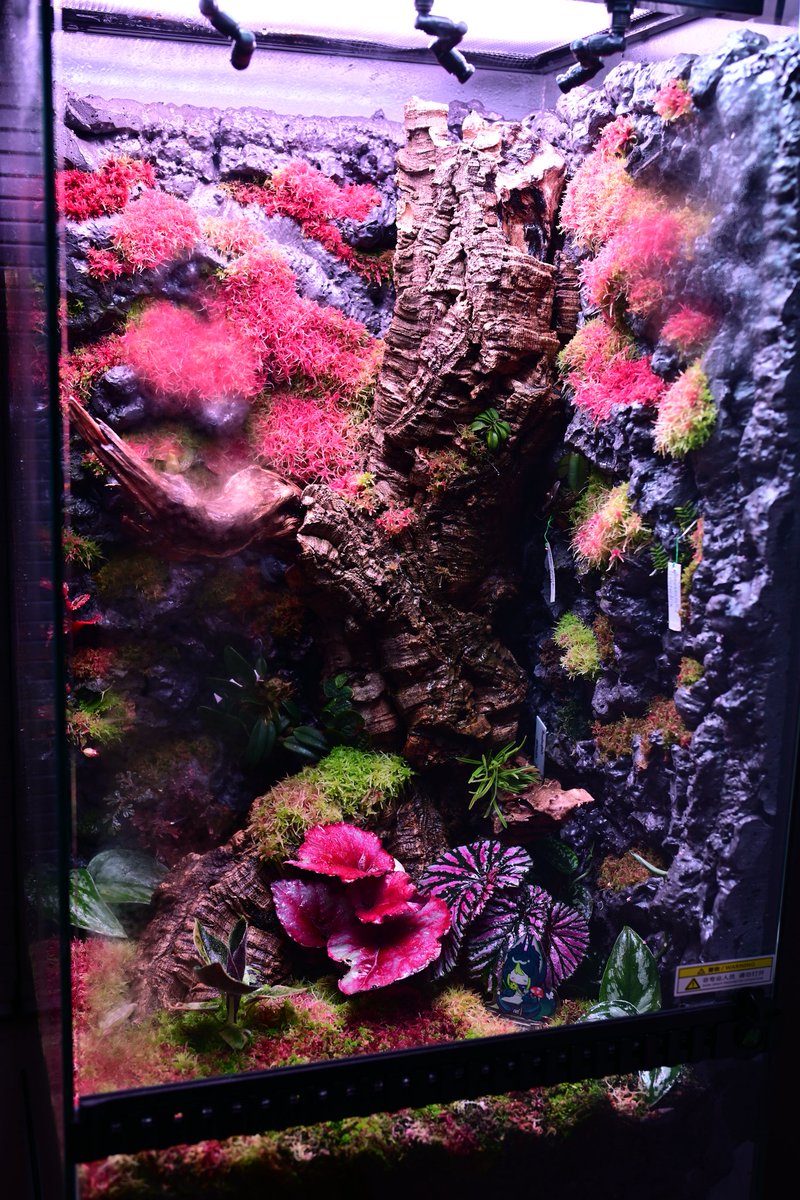 zczza2's tweet image. 