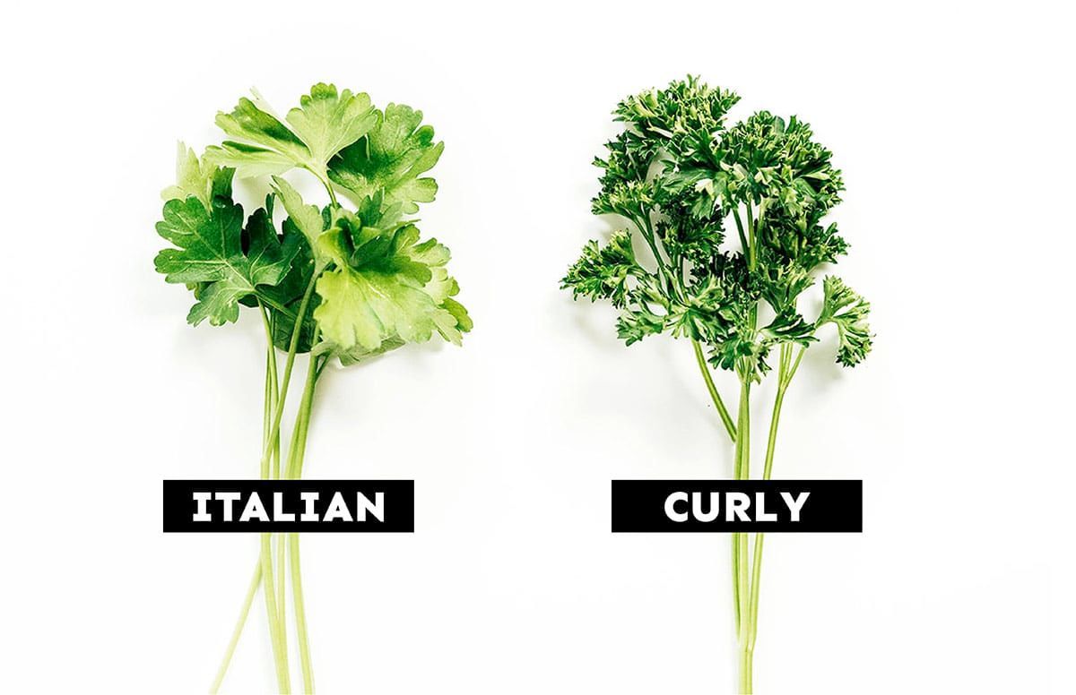 jerryjamesstone's tweet image. 🥗 Flat-Leaf vs. Curly Parsley?

✔️ Flat-leaf (Italian parsley) = bold flavor, great for cooking.

✔️ Curly parsley = milder, often used for garnish.

Which team are you on? 🌿🍽️ #CookingHacks #FreshHerbs