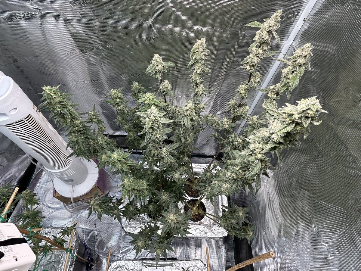 galaxyhiker420's tweet photo. These #CognacMAC & #GratefulMAC from @Genetics101va & #StrawberryCough & #AgentOrange from @seedsexpress have been under 11/13 lighting since they each went into the tub
#GrowYourOwn #Cannabis #PlantMedicine #Weed #SmokeWeedEveryDay #Homegrown #Hydro #DWC #HydroGrower
βπ»ππ½π¨ https://t.co/BybjCWCezv
