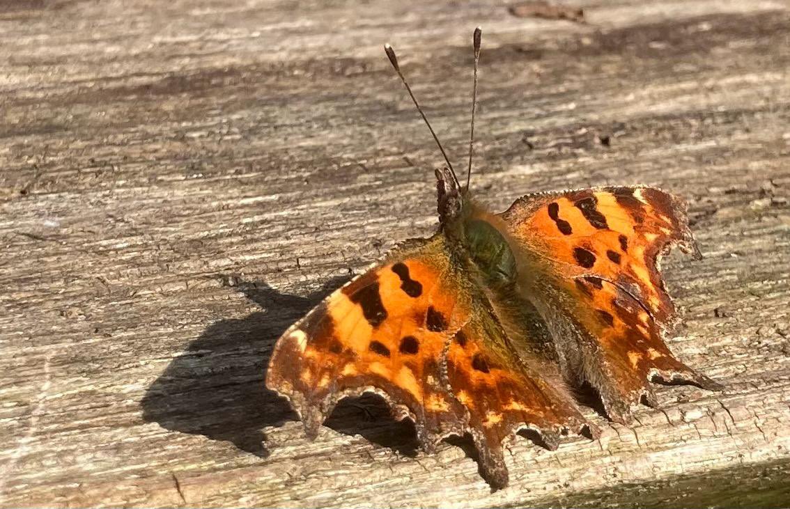 It’s time to move. This account will be closing but do join us &amp; follow what’s happening at Pimp Hall Park and Pimp Hall Nature Reserve over on Bluesky :) @rangerceecee.bsky.social