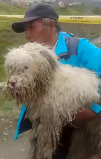 noticiasfides's tweet photo. 🔵 #ANF | El personal de Emergencias GAEM de la alcaldía de #LaPaz, junto a Zoonosis, trabaja para rescatar a las mascotas que se encuentran en el área de riesgo en la zona de #Codavisa, donde esta mañana se registró el deslizamiento de un talud. https://t.co/u23TkmVYWh