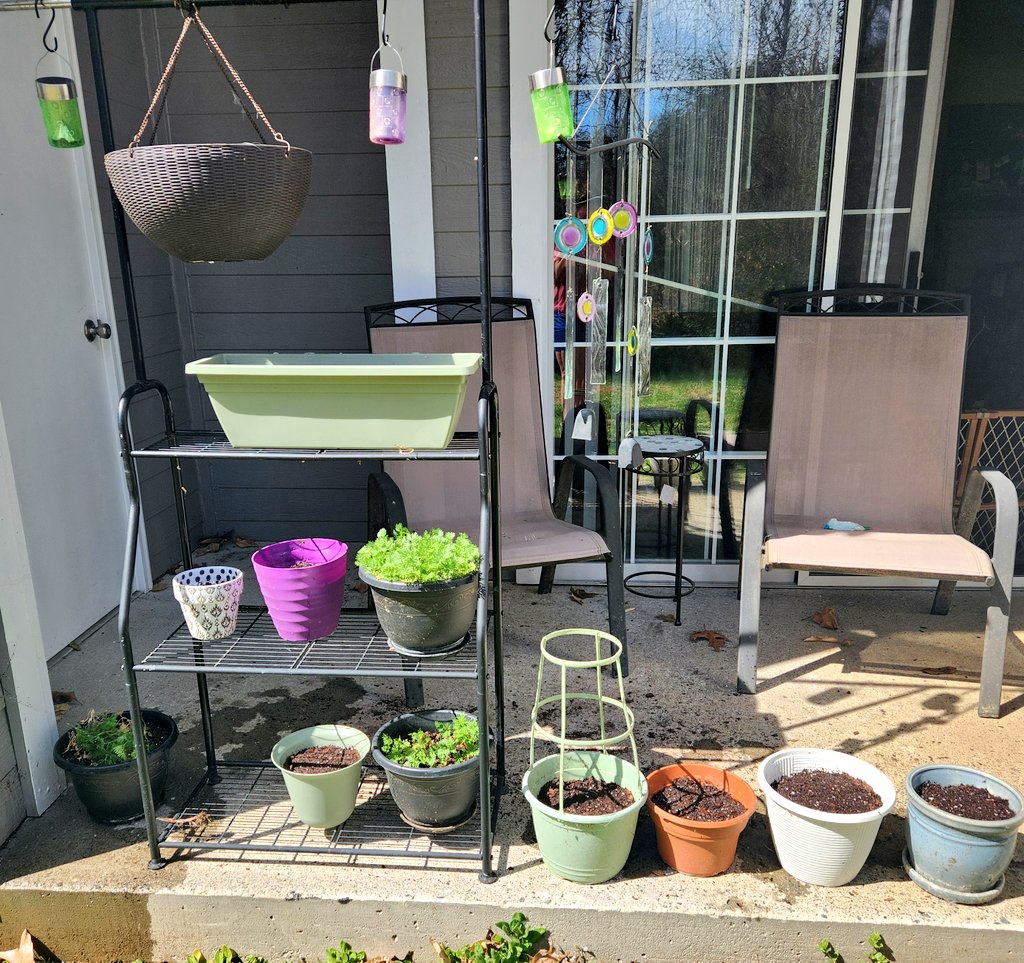 Got the rest of my patio plants done! The ones that are already green were supposed to be late fall flowers that got stunted by the cold. I actually thought they were dead 😅 But they are still trying!
So be like the baby flowers and keep growing! 😇🌱🪻