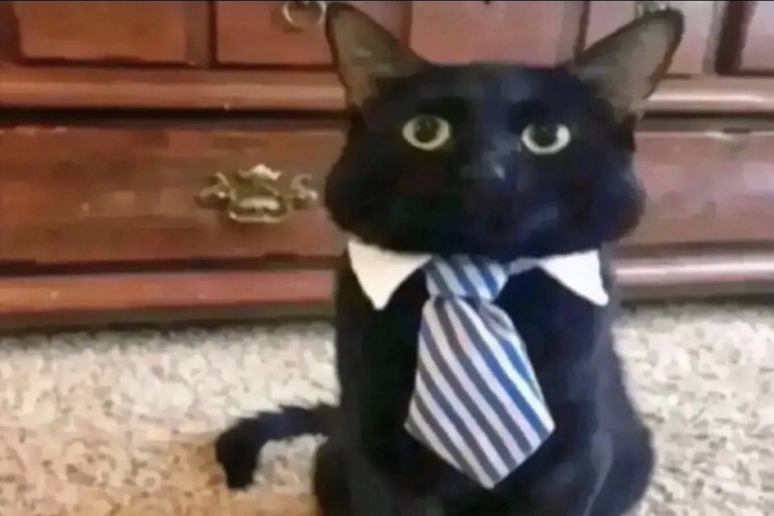 Noble Puss tweet media