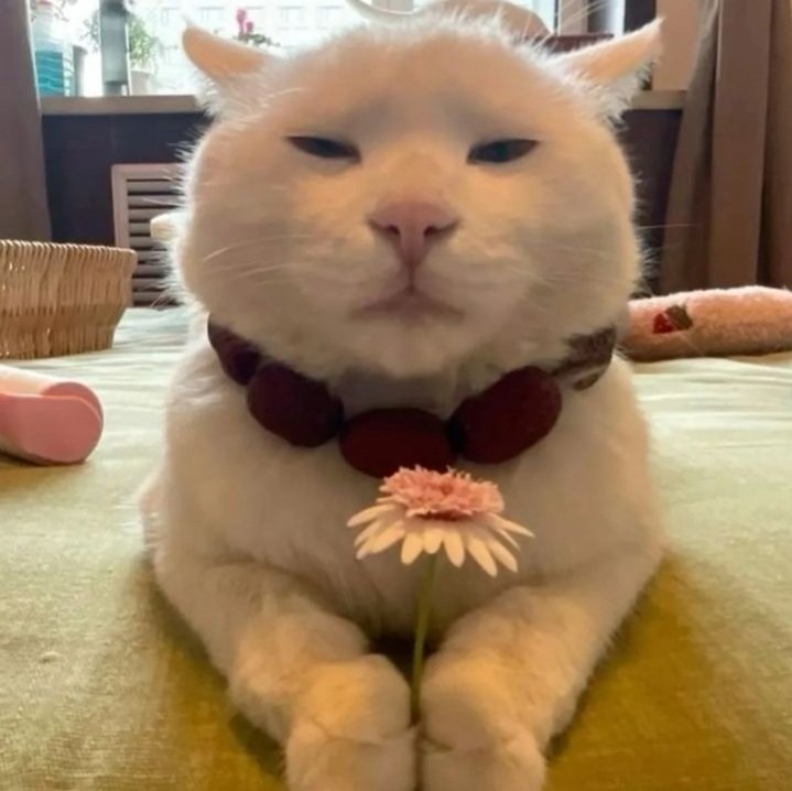 Noble Puss tweet media