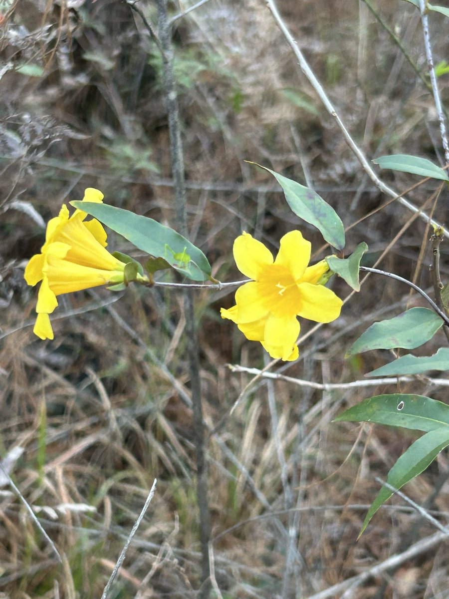 DeeElleSanchez's tweet photo. Flowers at Big Thicket National Preserve #spring #hiking #outdoors https://t.co/j04GTFrHSu