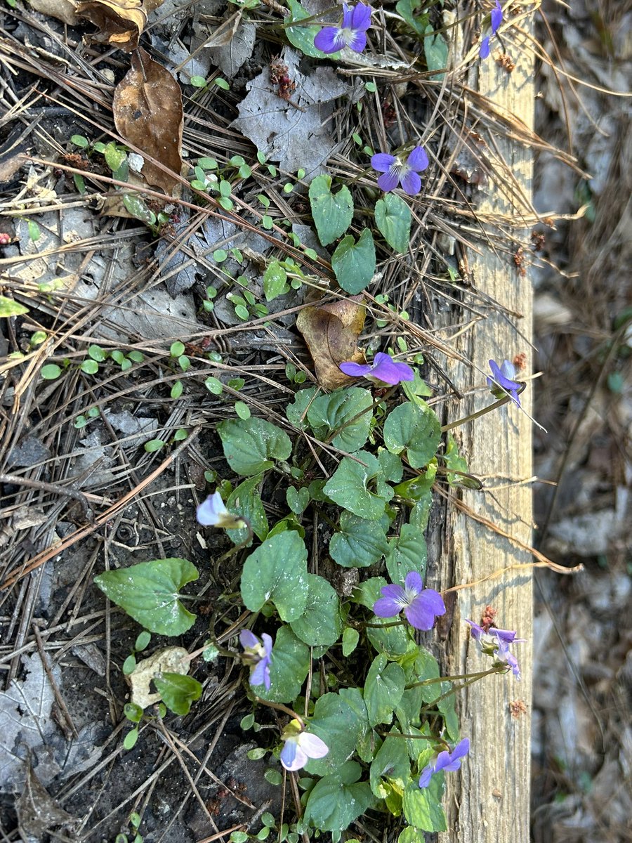 DeeElleSanchez's tweet photo. Flowers at Big Thicket National Preserve #spring #hiking #outdoors https://t.co/j04GTFrHSu