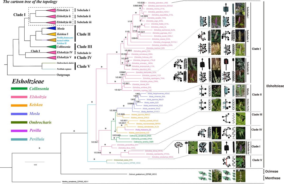 CladisticsAlert's tweet image. ⚠️#NewPaperAlert⚠️
Revisiting the backbone phylogeny and inferring the evolutionary trends in inflorescence of Elsholtzieae (Lamiaceae): new insights from orthologous nuclear genes
By Jin et al
doi.org/10.1111/cla.12…

#Phylogenetics #Lamiaceae #InflorescenceEvolution #Cladistics