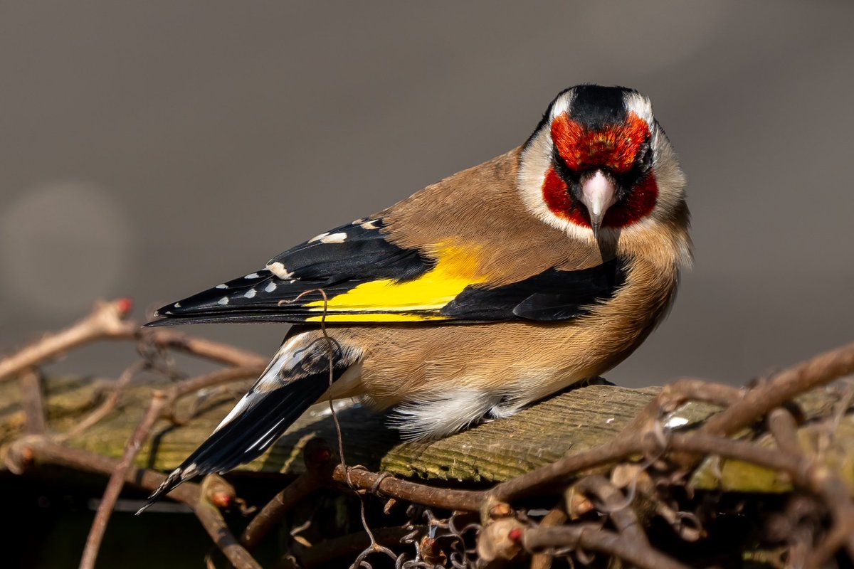 Stare down with a Goldfinch in the garden yesterday.