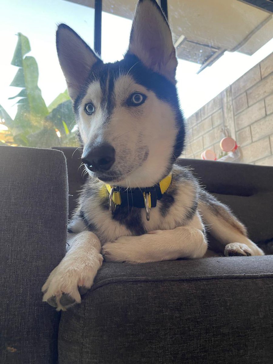 renereyes_es's tweet photo. El IBA rescató a Ghost de la calle, cuando personas malvadas ocupaban a su mamá para comercializar los cachorros, gracias a ese rescate que hizo IBA yo logré adoptarlo y brindarle un hogar con mucho amor. @nayibbukele #NoAlCierredeIBA #NoAlCierredeIBA #NoAlCierredeIBA https://t.co/f542qNBAlh