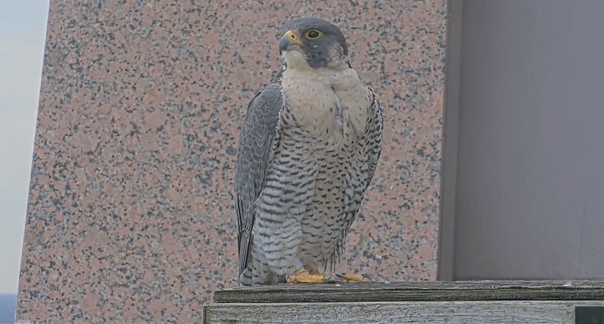 Comcast Beltway (@comcastbeltway) on Twitter photo It’s almost spring – which means the Richmond Falcon Cam is back in action! @Comcastbusiness is proud to partner with <a href="/VirginiaDWR/">Virginia Department of Wildlife Resources</a> to power the #RVA Falcon Cam and keep wildlife fans connected to the amazing peregrine falcons: bit.ly/4ih5hPw It’s almost spring – which means the Richmond Falcon Cam is back in action! @Comcastbusiness is proud to partner with <a href="/VirginiaDWR/">Virginia Department of Wildlife Resources</a> to power the #RVA Falcon Cam and keep wildlife fans connected to the amazing peregrine falcons: bit.ly/4ih5hPw