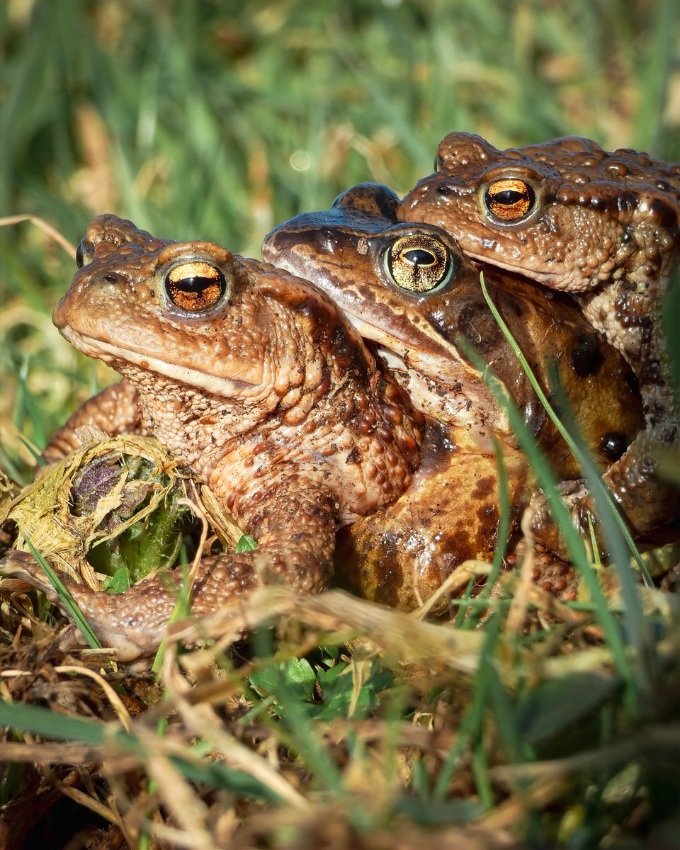 Mark Pitt (@mark__pitt) on Twitter photo Spot the odd one out. This common frog seems to have gotten distracted and joined some toads having a good time...
#nature #NaturePhotography <a href="/Natures_Voice/">RSPB</a> <a href="/BBCSpringwatch/">BBC Springwatch</a> <a href="/WildlifeTrusts/">The Wildlife Trusts</a> Spot the odd one out. This common frog seems to have gotten distracted and joined some toads having a good time...
#nature #NaturePhotography <a href="/Natures_Voice/">RSPB</a> <a href="/BBCSpringwatch/">BBC Springwatch</a> <a href="/WildlifeTrusts/">The Wildlife Trusts</a>
