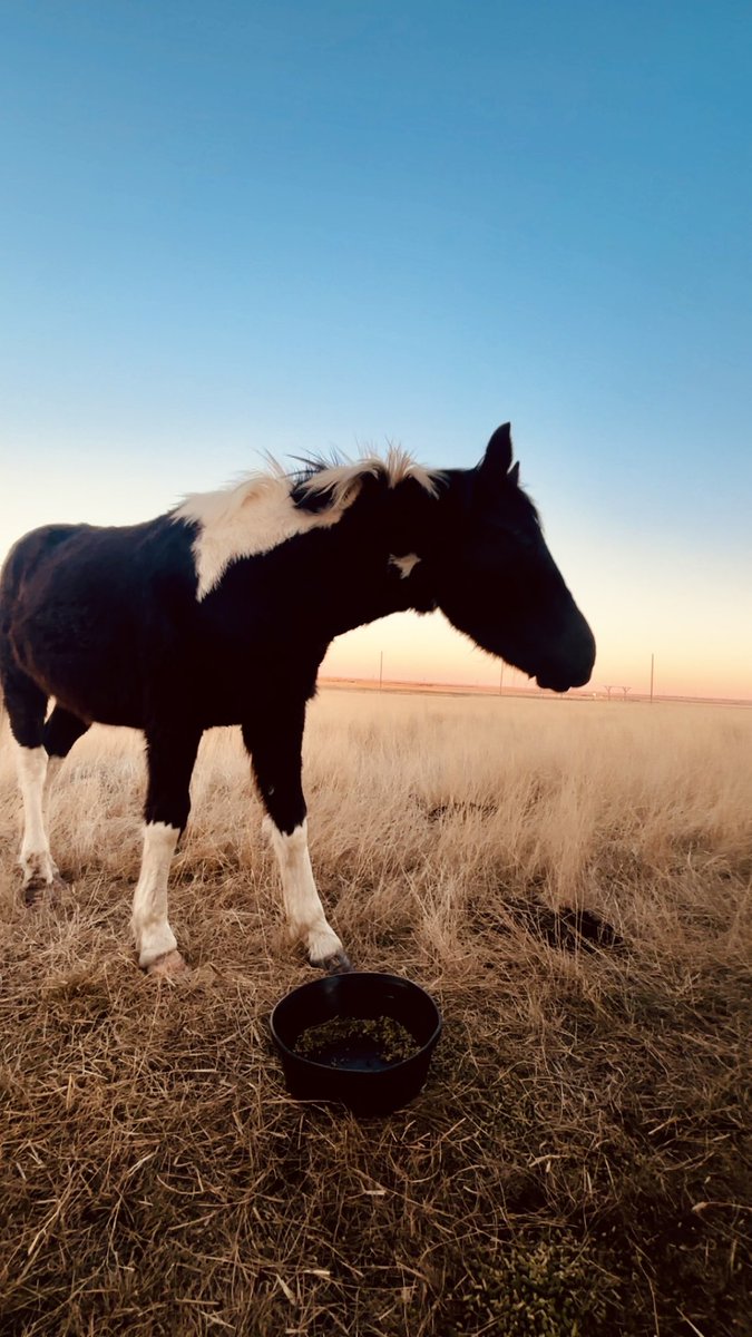 FrenzyyFatal's tweet photo. We’re now owners of a horse, Apollo 💙 https://t.co/hq4QIfzxlY