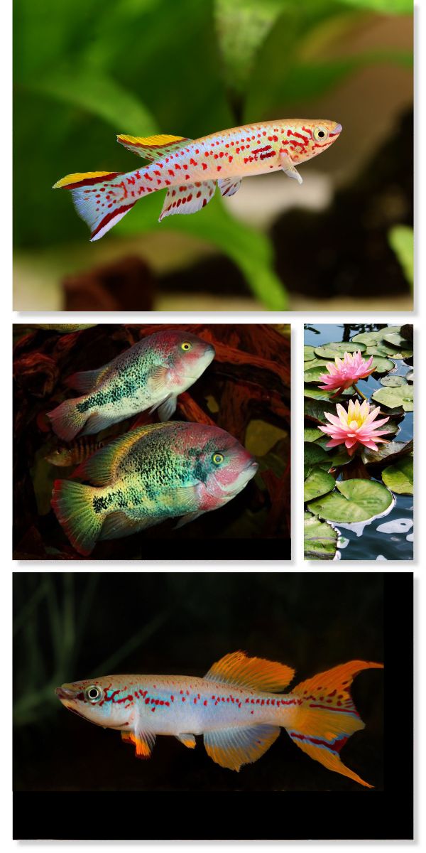 AmazonasMag's tweet image. JUST HOURS LEFT to subscribe or renew and get on the mailing list for the May/June 2025 issue of #AMAZONASmagazine, FANTASTIC #FUNDULOPANCHAX #KILLIFISHES. Of course, there's much more inside than just killies! Here's a glimpse!
AMAZONASmagazine.com/subscribe
#aquarium #killifish