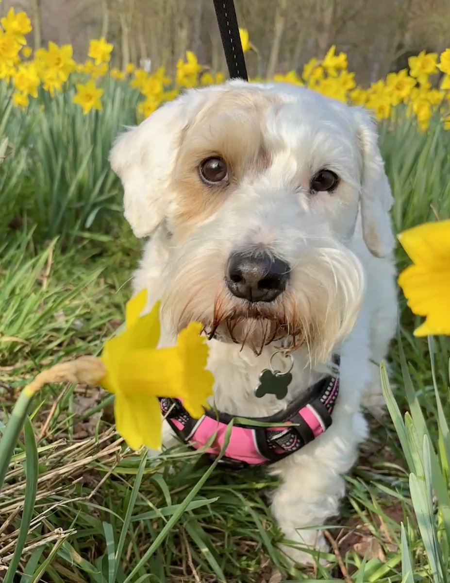 Buffy, getting into the swing of daffodilling! 😘❤️🐾 🌼 #sealyham #sealyhamterrier #dogs #dogsofX