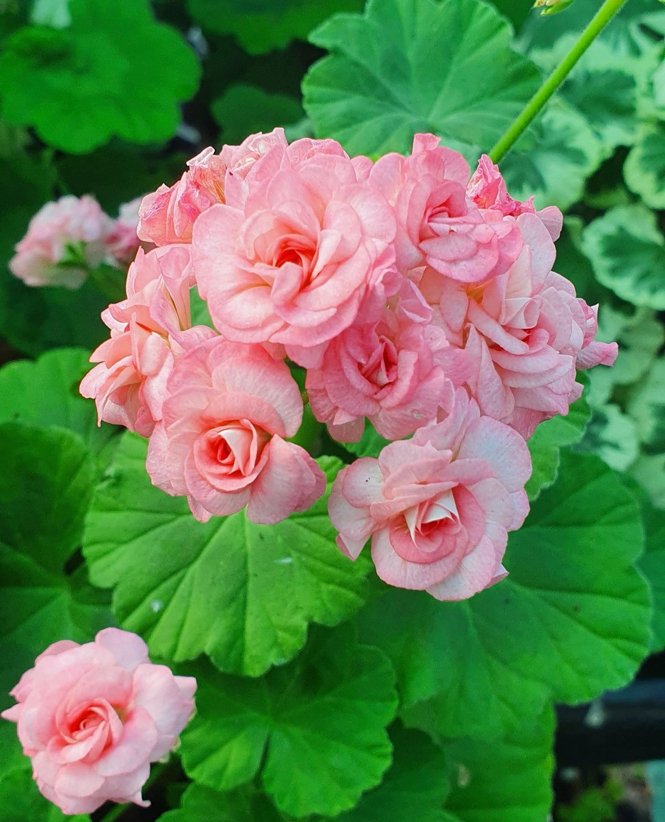 growingcrazy_uk's tweet photo. Loving the Rosebud Pelargoniums right now...  ‘Grainger’s Antique Rose’ is pushing out fresh growth, and we can't wait for its stunning soft pink, rosebud-like blooms to appear! 

#Pelargoniums #Geraniums #PlantsMakePeopleHappy #Flowers #Garden #Pink #Rose https://t.co/ijNyoHZiQe