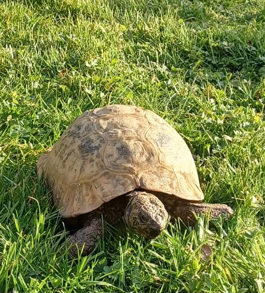 AlbertTortoise's tweet photo. Day 3. Bit different. Colder. Grey. This is #ALBERTthetortoise reporting change in #conditions. A warm #bath helped. Lots to #supervise. HE has another #book #event tomorrow. Fresh #instructions issued. Hope your week has begun well. #TakeCare https://t.co/ifzLh573KF
#tortoise https://t.co/tnDBFZwWGY