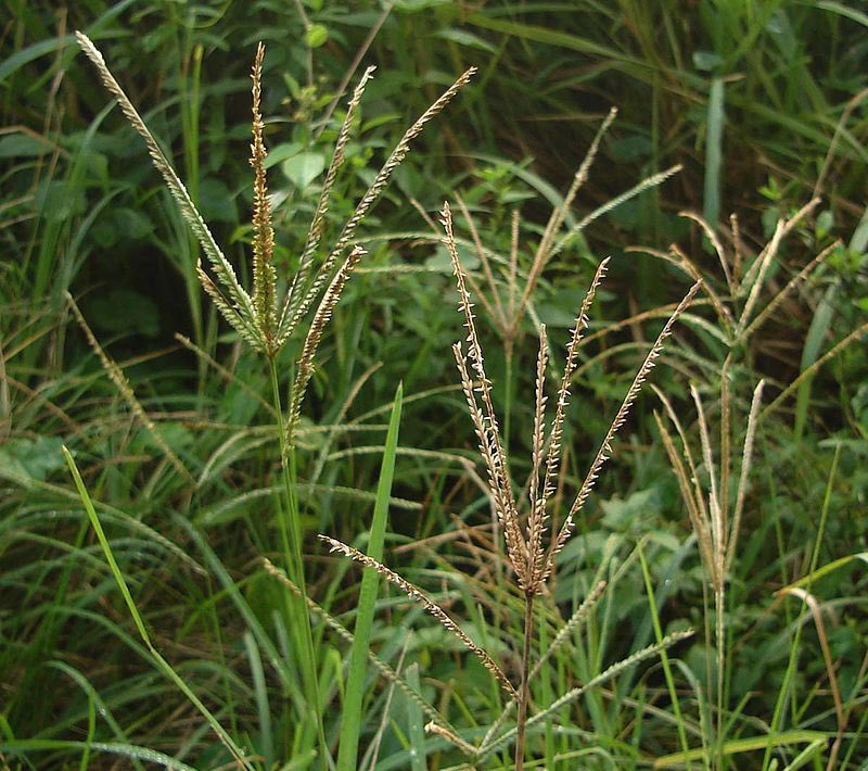 Hello weed scientists, anyone has 100-150g of goosegrass seeds that you can share before this summer? We can return it by end of this year. Thanks in advance.