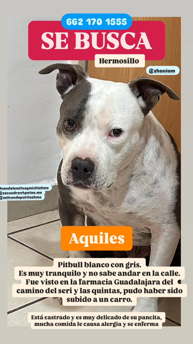 STEFGF94's tweet photo. SE BUSCA EN HERMOSILLO

PERRITO PITBULL BLANCO COB MANCHAS NEGRAS/GRISES

🐾AQUILES 🐾 https://t.co/DDuLvocJlD