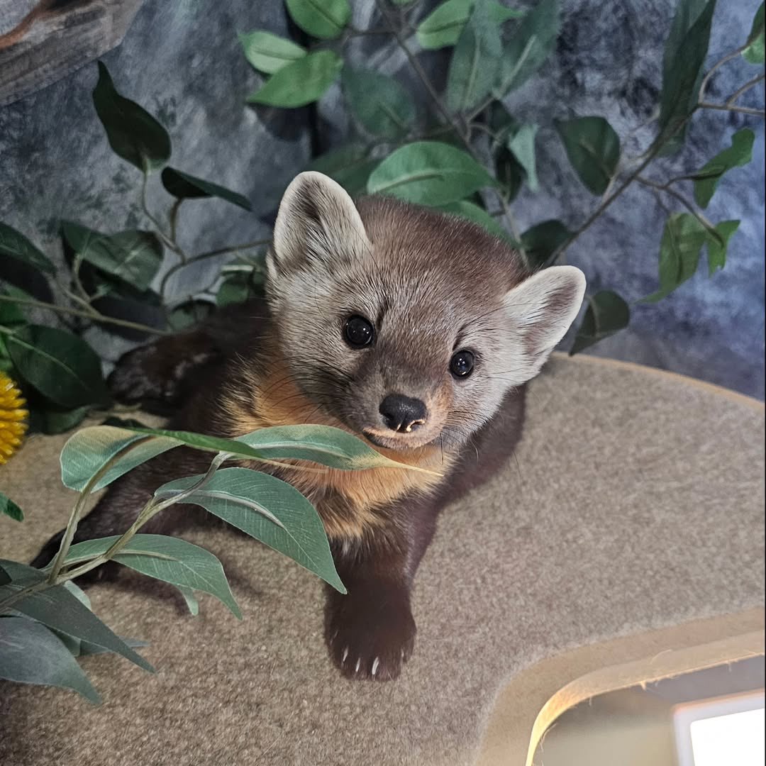 starmarten_'s tweet image. happy #MAR10 day to the best species that ever existed