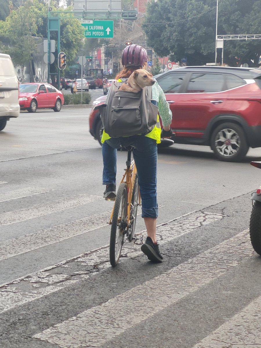 Perritos en bici 💖🐶🚴🏻‍♀️