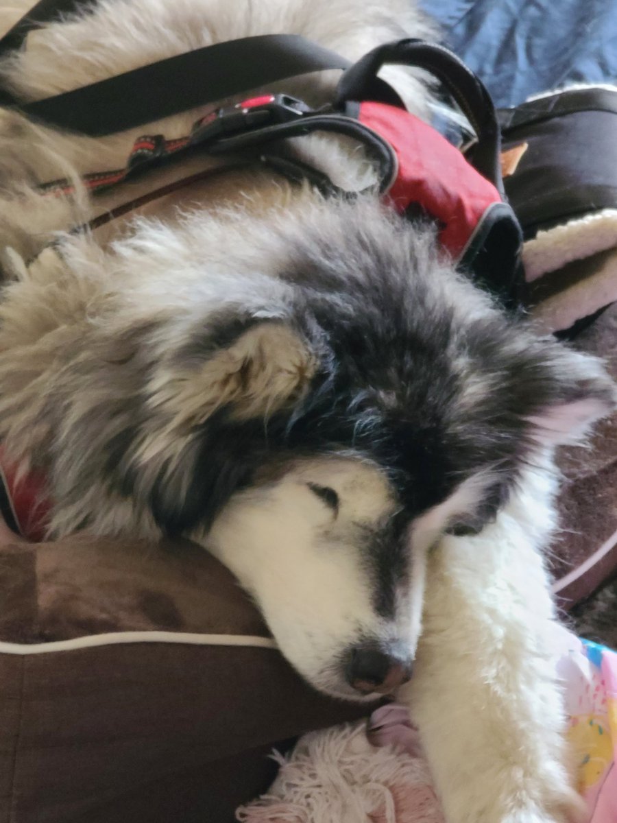 Had to put down my dog today. Beretta was 14 and the best dog you could imagine. I'm sure she is in Heaven now.