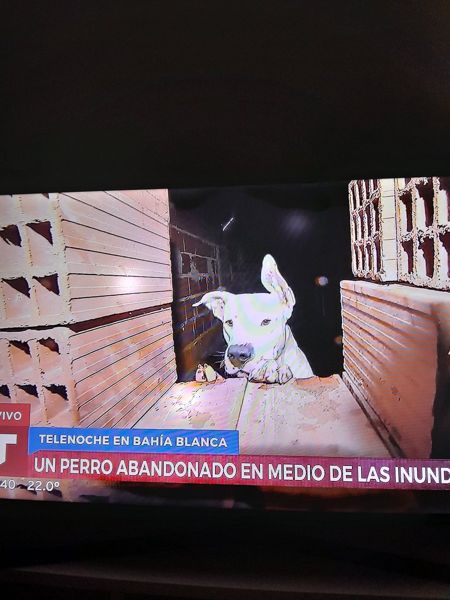 #Telenoche #BahiaBlanca hagan algo para rescatarlo pobrecito  😢🙏🙏