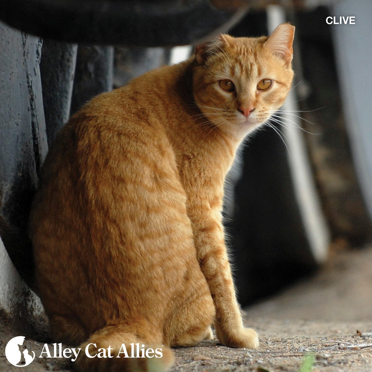 Alley Cat Allies tweet media