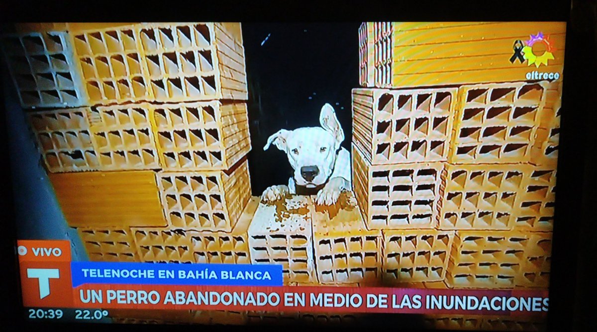 Abandonado en una casa inundada.. .
Nelson Castro no sabe que hacer y lo deja ahí encerrado...
Otro en Estudio diciendo que le den agua !!!???
Dominique en Estudio pidiendo por quien pueda  hacer algo !!!???
Llevenselo y después ven, improvisen una correa y saquenlo de ahí...!!!