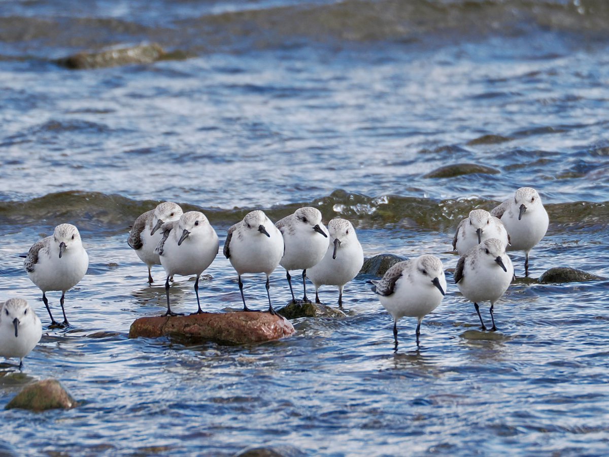 mawgdn's tweet photo. A group of #Sanderlings in a pause mode, this Sunday at Wolfe's Pond Beach #WadersWednesday #birdwatching #BirdsSeenIn2025 https://t.co/fAP0PjHioh