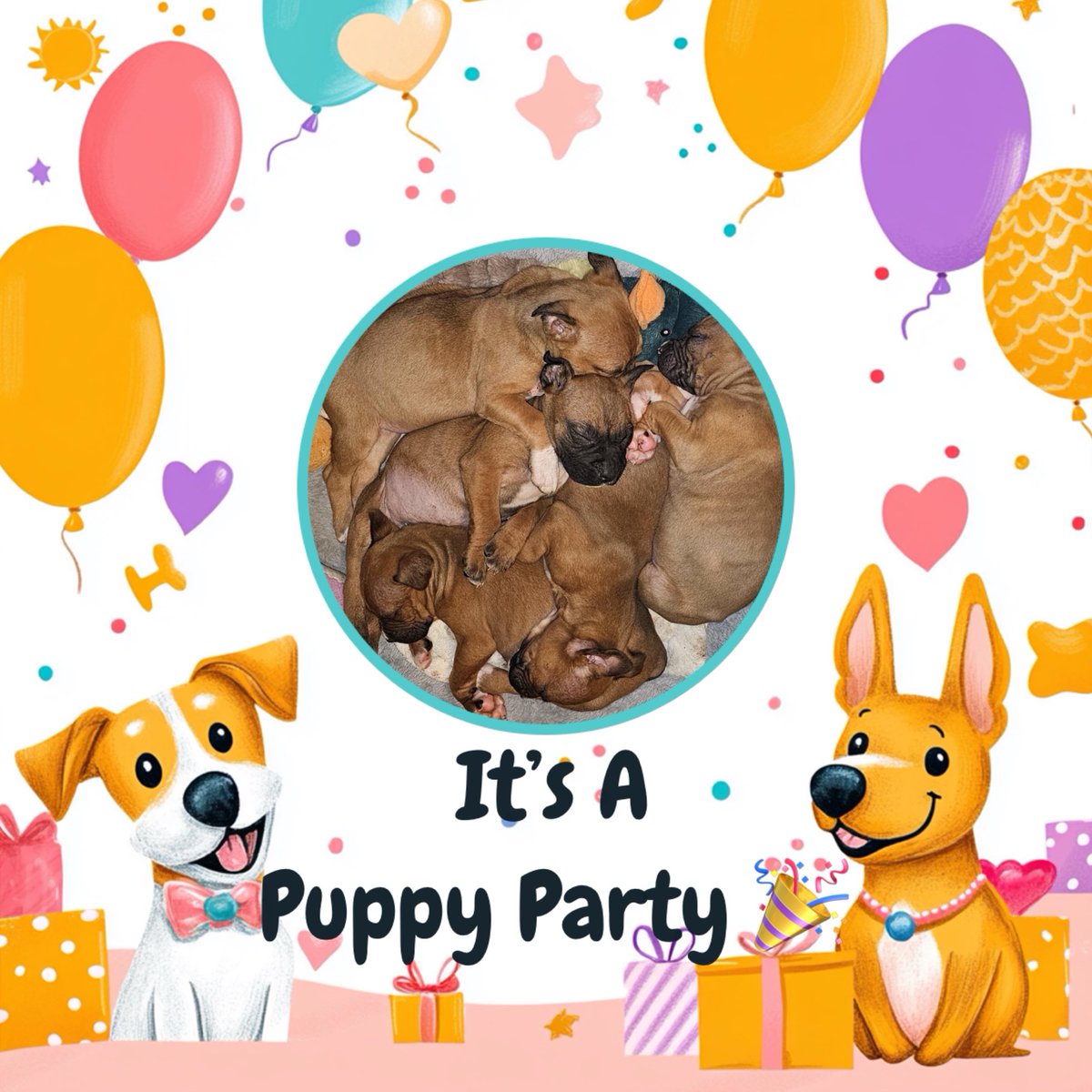 adopt_boxer's tweet photo. We are having a puppy party on Sat 3-15 . 12-2pm To celebrate the unbelievable amount of puppies that need a home we are going to take Blossoms pups to meet possible homes at our HQ 616 W Lackawanna Blakely #PA . #NEPA #Scranton #Olyphant #puppies #boxerpuppies #boxerdogs #dogs https://t.co/HMkBtHPe4s