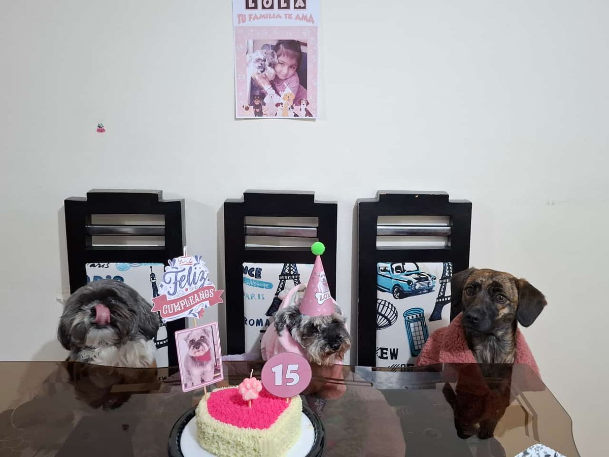 La quinceañera Lola disfrutando con sus amigos de nuestro combo Can Deluxe 🐾🐶🎂