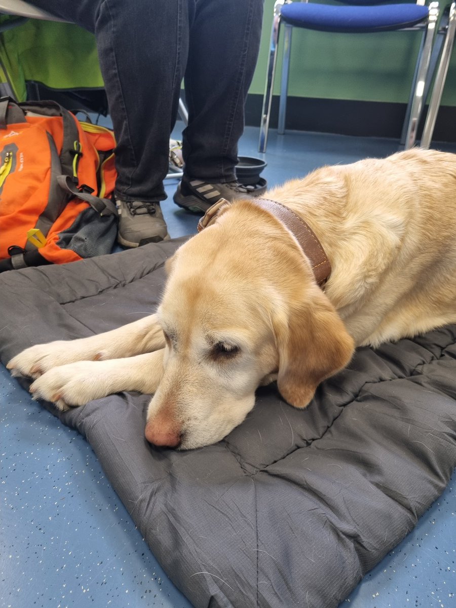School of Health Sciences UU (@ulsterhealthsci) on Twitter photo Fantastic learning for the Year 1 Podiatry students this week who were so excited and delighted to meet Paula, Tori and Vinnie from Guide Dogs N Ireland.
<a href="/UlsterUniLHS/">Life & Health Sciences</a> <a href="/StudyAtUlster/">Study At Ulster</a> <a href="/guidedogs/">Guide Dogs</a> Fantastic learning for the Year 1 Podiatry students this week who were so excited and delighted to meet Paula, Tori and Vinnie from Guide Dogs N Ireland.
<a href="/UlsterUniLHS/">Life & Health Sciences</a> <a href="/StudyAtUlster/">Study At Ulster</a> <a href="/guidedogs/">Guide Dogs</a>