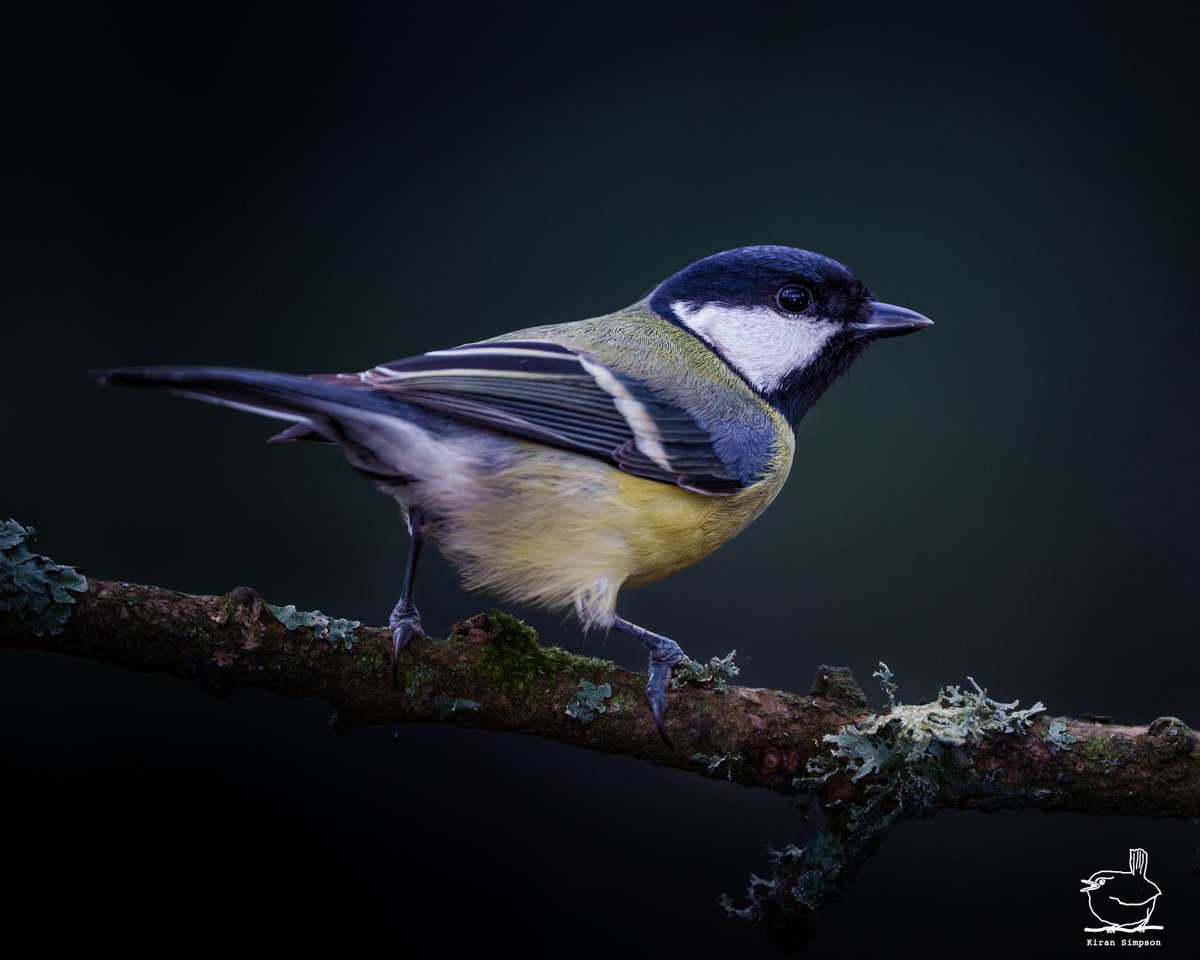 Kiran Simpson (@kiransimpson) on Twitter photo A Great Tit looking absolutely resplendent! π
Thank you for kindly posing π¦π€π A Great Tit looking absolutely resplendent! π
Thank you for kindly posing π¦π€π