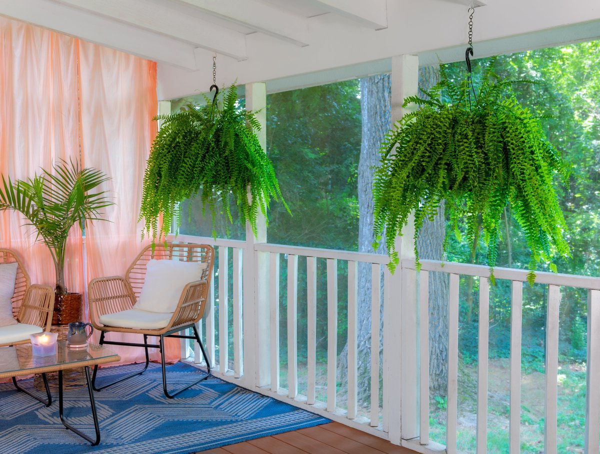 MetrolinaGHS's tweet photo. The #BostonFern makes a beautiful display on porches in hanging baskets or containers, as well as greening up your empty spaces indoors! Bring home your own Boston Fern today from a garden center near you! (ALT for care) https://t.co/LQLeE6ckZT