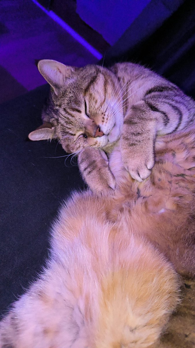 Enjoy_baconix's tweet photo. @Alxeuuu Et parfois il bave quand il dort sur les jambes https://t.co/j8W2B1AdJC