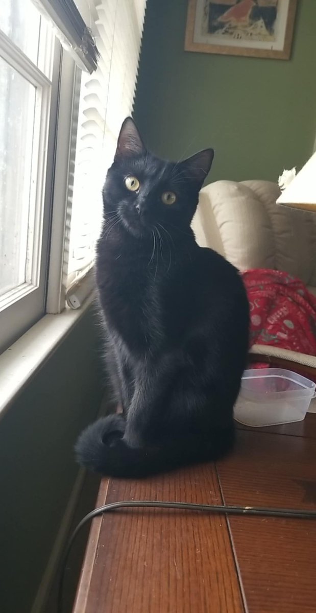 HumaneAlamance's tweet image. Goodness, Muscadine...you are an absolute beauty. 

#Meet Muscadine!
Sweet, slender &amp;amp; squeaky are three great ways to describe this beautiful little panther! Learn more about this adoptable girl here:

hsaconline.org/adopt.html 

#adoptablecat #rescue #humanealamance #burlingtonnc