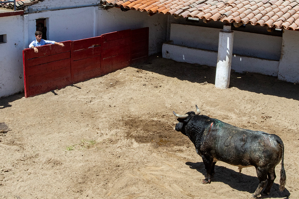 javierhoyos's tweet image. Guillermo Hermoso indulta a "venadito", un toro de 500 kilos de Peñalba, durante la corrida de rejones del serial 2025 en la Nuevo Progreso @emsa_gdl . El rejoneador español, visito a su enemigo quien seguía intimidante en los corrales de la plaza