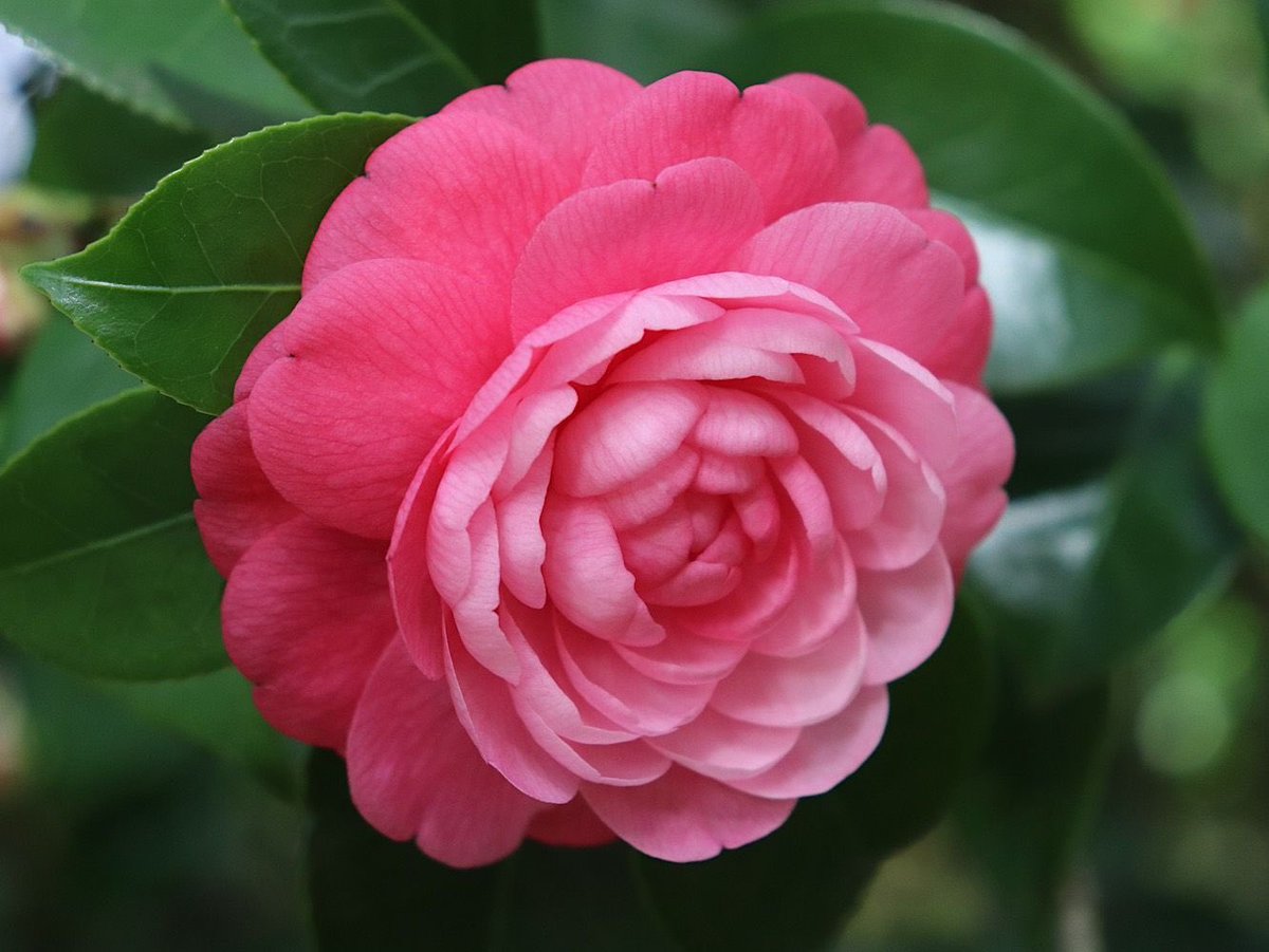 AetheriaTravels's tweet photo. Hace apenas un a��o, en el Jardín Botánico Atlántico de #Gijón con las camelias en flor 🌺 https://t.co/9B058HAczp
@GijonTurismo #Asturias #blogtrip @GijonTurisProf https://t.co/RerlFs5lsK