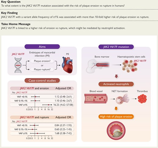 EHJ Editor-in-Chief (@ehj_ed) on Twitter photo Plaque erosion is a main mechanism for myocardial infarction: JAK2 V617F linked to erosion risk
doi.org/10.1093/eurhea…
#MI #CAD #cardiotwitter, <a href="/ESC_Journals/">European Society of Cardiology Journals</a>, <a href="/escardio/">European Society of Cardiology</a> Plaque erosion is a main mechanism for myocardial infarction: JAK2 V617F linked to erosion risk
doi.org/10.1093/eurhea…
#MI #CAD #cardiotwitter, <a href="/ESC_Journals/">European Society of Cardiology Journals</a>, <a href="/escardio/">European Society of Cardiology</a>