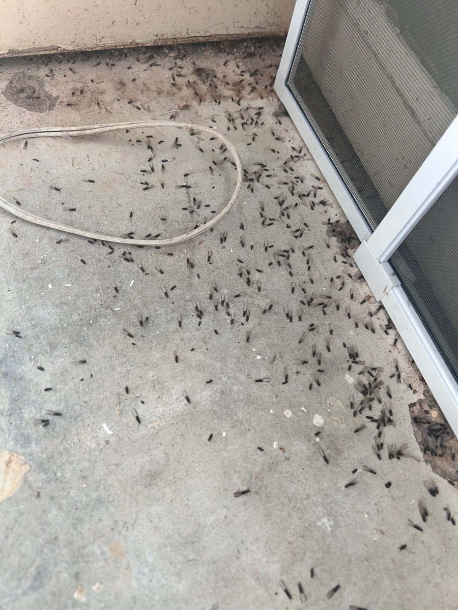 Our native subterranean #termite species are swarming across #Mississippi, with this image coming in today from way up in DeSoto County! If you haven't had calls about termites yet, you will soon!
Photo: Michael Tucker, Action Pest Control
#MSUext #IPM #Entomology #pestmanagement