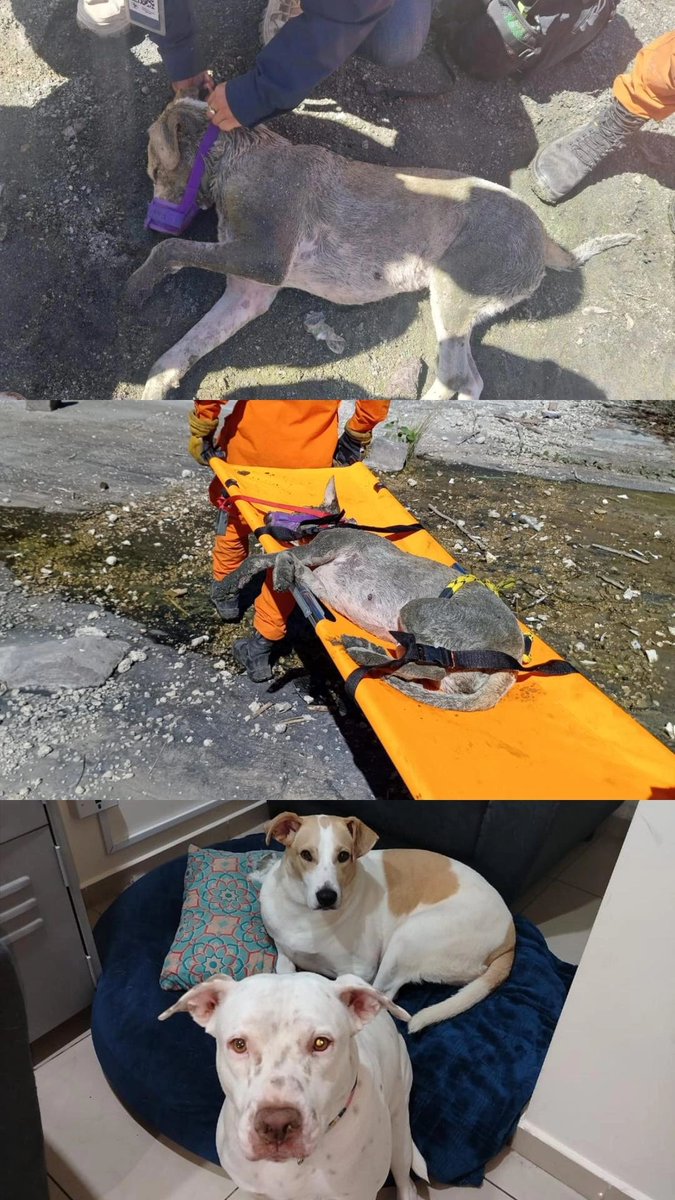 mo_umfer's tweet image. Salvemos la vida de los animales. Velemos por sus derechos. Los animales de El Salvador necesitan al Instituto de Bienestar Animal. @nayibbukele 

#SalvemosIBA