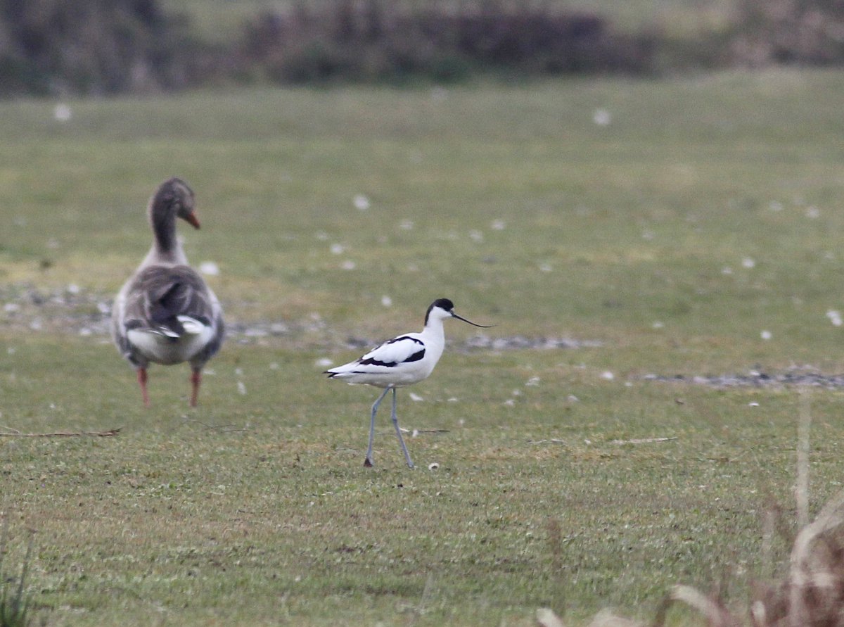 Alan Pavey tweet media